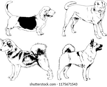 vector drawings sketches pedigree dogs in the racks drawn in ink by hand , objects with no background