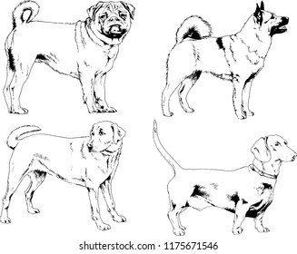 vector drawings sketches pedigree dogs in the racks drawn in ink by hand , objects with no background