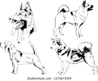 vector drawings sketches pedigree dogs in the racks drawn in ink by hand , objects with no background
