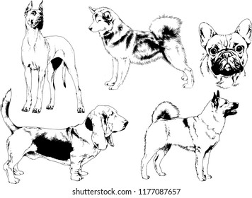 vector drawings sketches pedigree dogs in the racks drawn in ink by hand , objects with no background