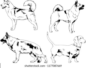 vector drawings sketches pedigree dogs in the racks drawn in ink by hand , objects with no background