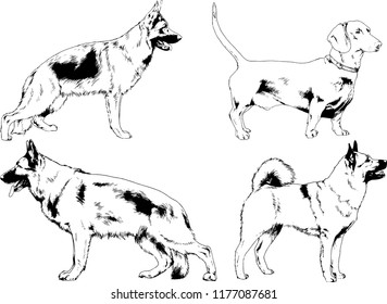 vector drawings sketches pedigree dogs in the racks drawn in ink by hand , objects with no background