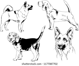 vector drawings sketches pedigree dogs in the racks drawn in ink by hand , objects with no background