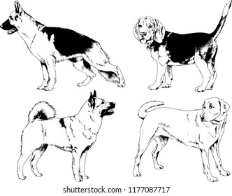 vector drawings sketches pedigree dogs in the racks drawn in ink by hand , objects with no background