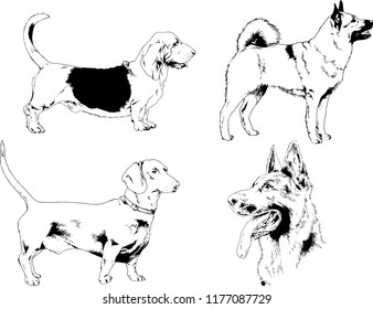 vector drawings sketches pedigree dogs in the racks drawn in ink by hand , objects with no background