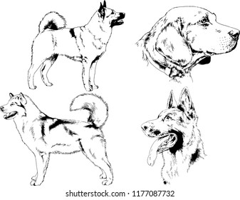 vector drawings sketches pedigree dogs in the racks drawn in ink by hand , objects with no background