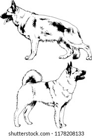 vector drawings sketches pedigree dogs in the racks drawn in ink by hand , objects with no background