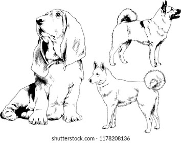 vector drawings sketches pedigree dogs in the racks drawn in ink by hand , objects with no background