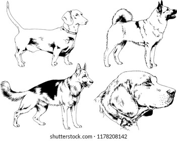 vector drawings sketches pedigree dogs in the racks drawn in ink by hand , objects with no background