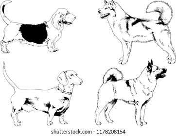 vector drawings sketches pedigree dogs in the racks drawn in ink by hand , objects with no background