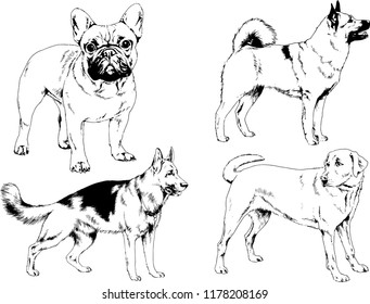 vector drawings sketches pedigree dogs in the racks drawn in ink by hand , objects with no background