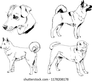 vector drawings sketches pedigree dogs in the racks drawn in ink by hand , objects with no background