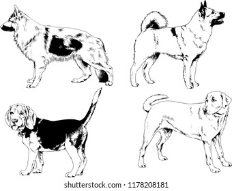 vector drawings sketches pedigree dogs in the racks drawn in ink by hand , objects with no background