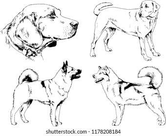 vector drawings sketches pedigree dogs in the racks drawn in ink by hand , objects with no background