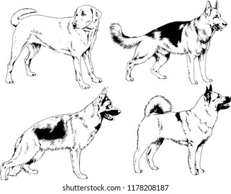 vector drawings sketches pedigree dogs in the racks drawn in ink by hand , objects with no background