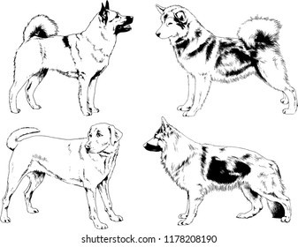 vector drawings sketches pedigree dogs in the racks drawn in ink by hand , objects with no background