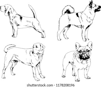 vector drawings sketches pedigree dogs in the racks drawn in ink by hand , objects with no background