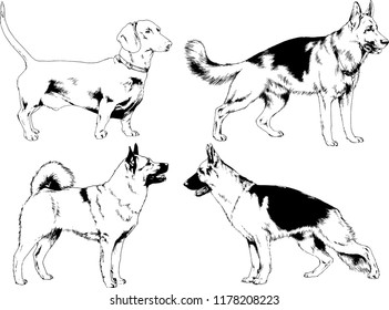 vector drawings sketches pedigree dogs in the racks drawn in ink by hand , objects with no background