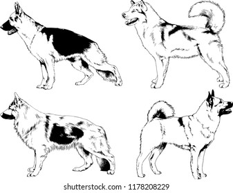 vector drawings sketches pedigree dogs in the racks drawn in ink by hand , objects with no background