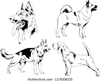 vector drawings sketches pedigree dogs in the racks drawn in ink by hand , objects with no background