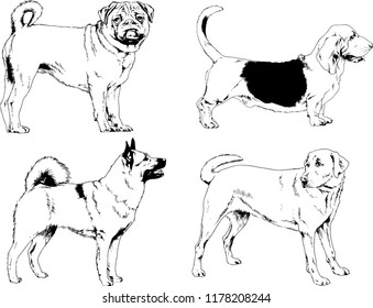 vector drawings sketches pedigree dogs in the racks drawn in ink by hand , objects with no background
