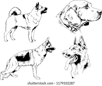 vector drawings sketches pedigree dogs in the racks drawn in ink by hand , objects with no background