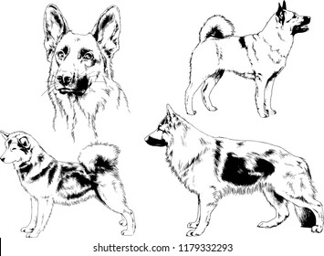 vector drawings sketches pedigree dogs in the racks drawn in ink by hand , objects with no background