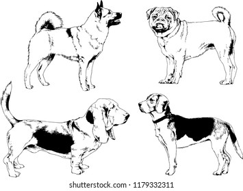 vector drawings sketches pedigree dogs in the racks drawn in ink by hand , objects with no background