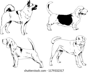 vector drawings sketches pedigree dogs in the racks drawn in ink by hand , objects with no background