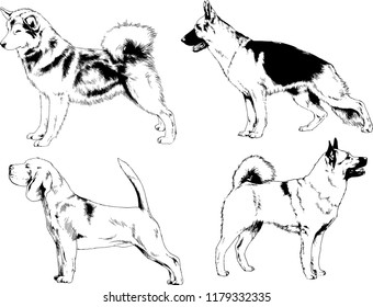 vector drawings sketches pedigree dogs in the racks drawn in ink by hand , objects with no background