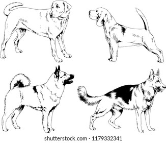 vector drawings sketches pedigree dogs in the racks drawn in ink by hand , objects with no background