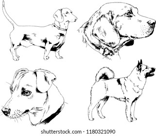 vector drawings sketches pedigree dogs in the racks drawn in ink by hand , objects with no background