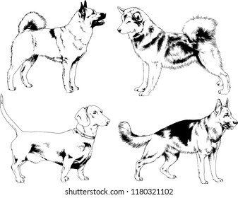 vector drawings sketches pedigree dogs in the racks drawn in ink by hand , objects with no background