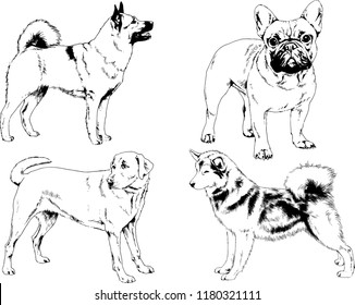 vector drawings sketches pedigree dogs in the racks drawn in ink by hand , objects with no background