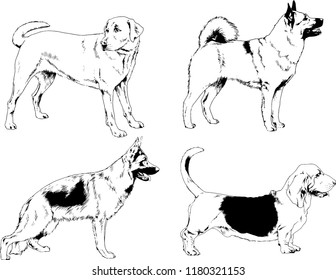vector drawings sketches pedigree dogs in the racks drawn in ink by hand , objects with no background