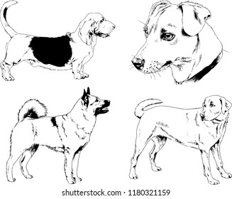 vector drawings sketches pedigree dogs in the racks drawn in ink by hand , objects with no background