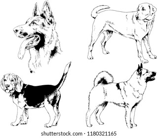 vector drawings sketches pedigree dogs in the racks drawn in ink by hand , objects with no background