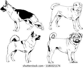 vector drawings sketches pedigree dogs in the racks drawn in ink by hand , objects with no background