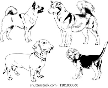 vector drawings sketches pedigree dogs in the racks drawn in ink by hand , objects with no background