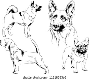 vector drawings sketches pedigree dogs in the racks drawn in ink by hand , objects with no background