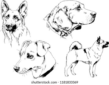 vector drawings sketches pedigree dogs in the racks drawn in ink by hand , objects with no background