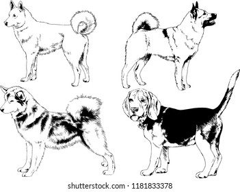 vector drawings sketches pedigree dogs in the racks drawn in ink by hand , objects with no background