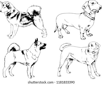 vector drawings sketches pedigree dogs in the racks drawn in ink by hand , objects with no background