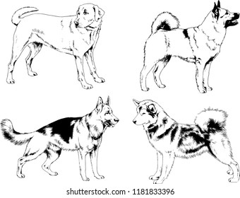 vector drawings sketches pedigree dogs in the racks drawn in ink by hand , objects with no background
