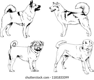 vector drawings sketches pedigree dogs in the racks drawn in ink by hand , objects with no background