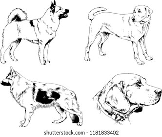 vector drawings sketches pedigree dogs in the racks drawn in ink by hand , objects with no background