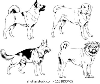 vector drawings sketches pedigree dogs in the racks drawn in ink by hand , objects with no background