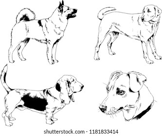 vector drawings sketches pedigree dogs in the racks drawn in ink by hand , objects with no background