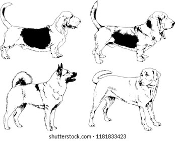 vector drawings sketches pedigree dogs in the racks drawn in ink by hand , objects with no background