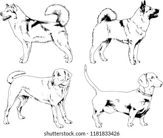 vector drawings sketches pedigree dogs in the racks drawn in ink by hand , objects with no background